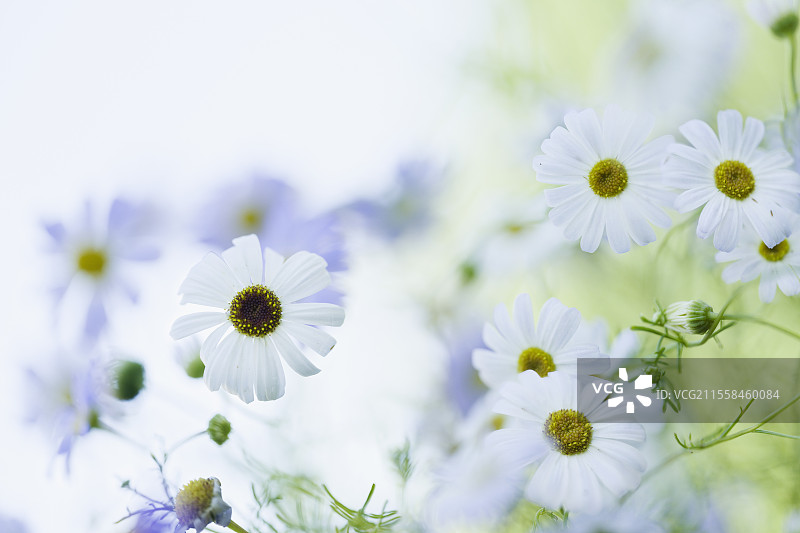 天鹅河雏菊（Brachycome iberidifolia）花朵图片素材
