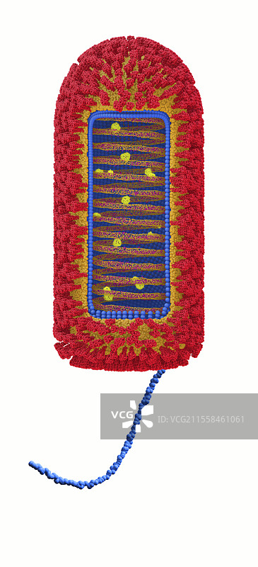 Chandipura病毒结构插图图片素材
