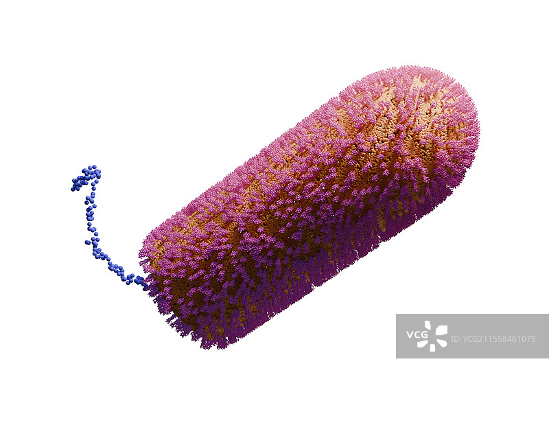 Chandipura病毒插图图片素材