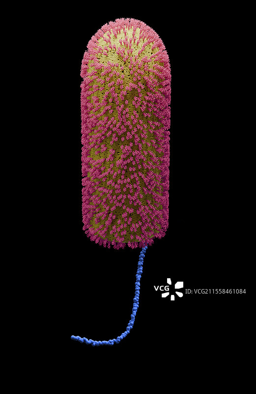 Chandipura病毒插图图片素材