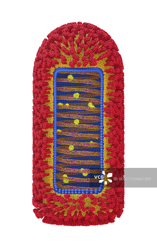 Chandipura病毒结构插图图片素材