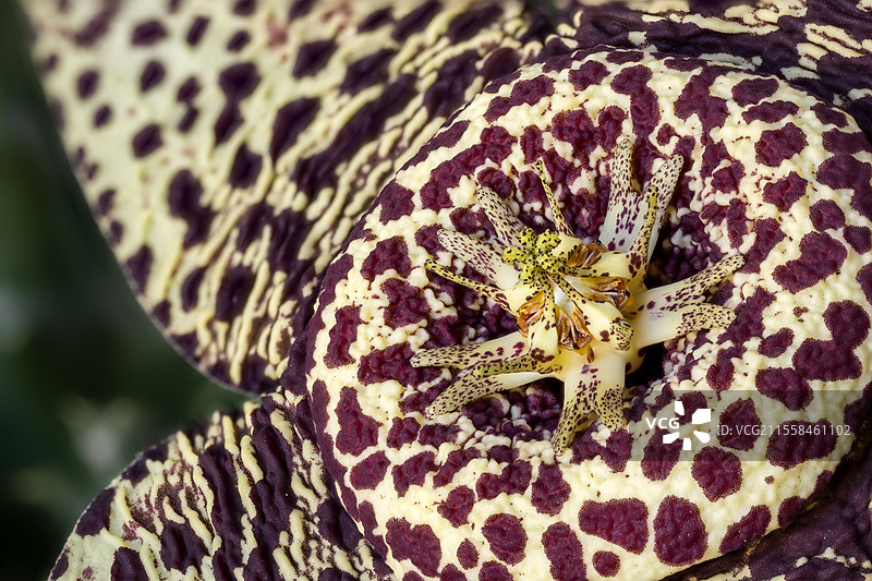 星花（Orbea variegata）图片素材