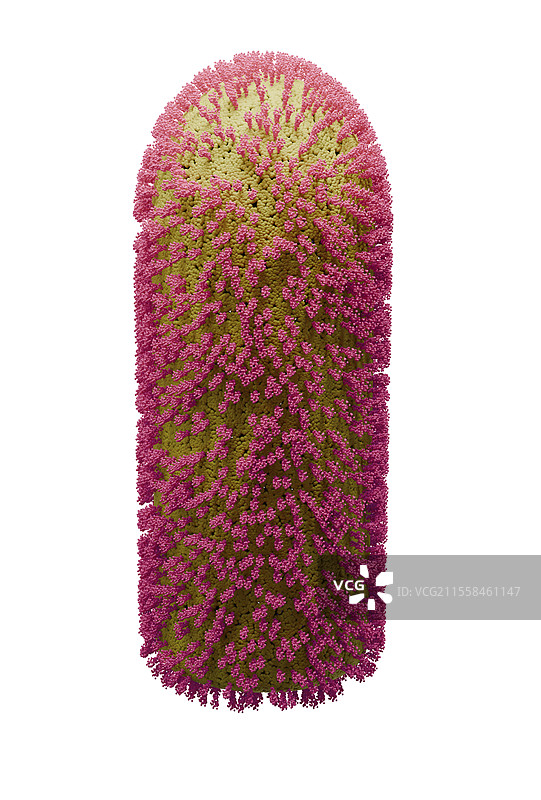 Chandipura病毒插图图片素材