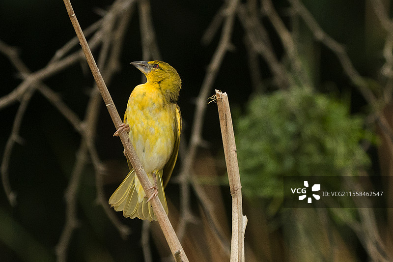 维特林面具织鸟图片素材