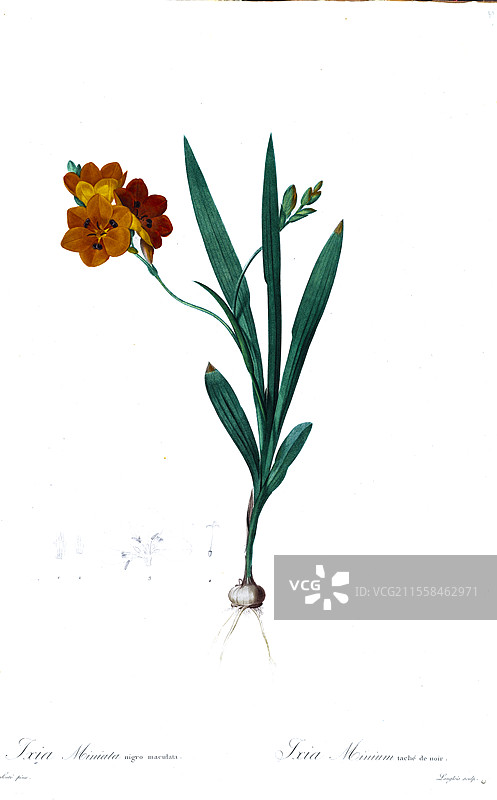 斑点非洲玉米百合（Ixia miniata），插图图片素材