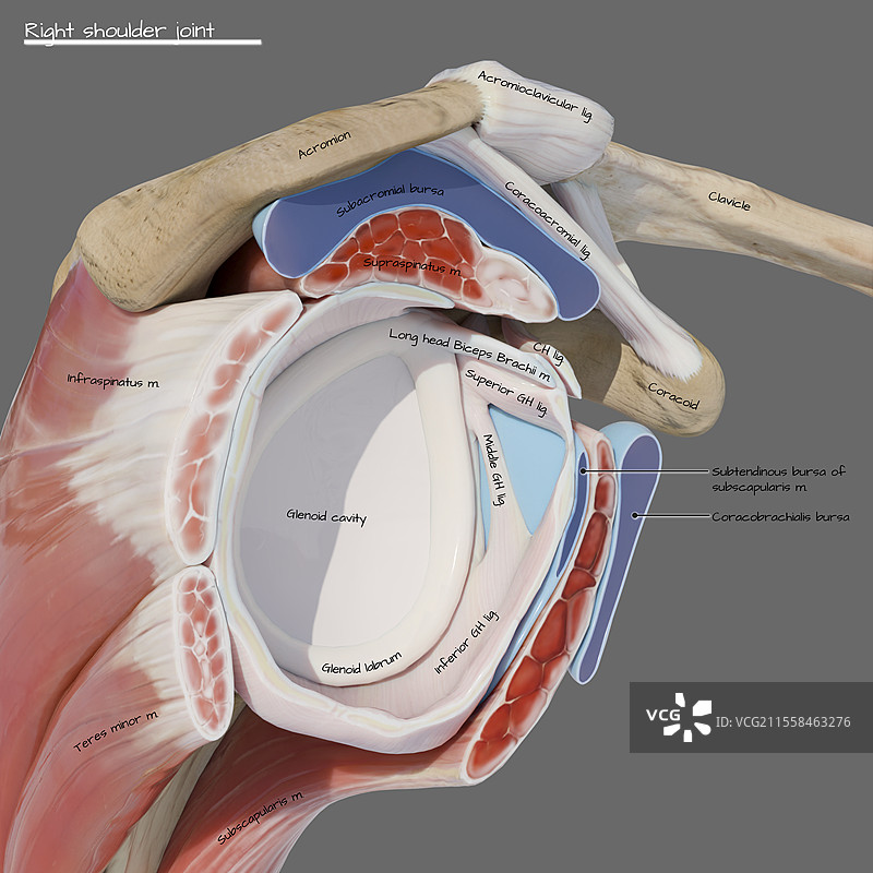 肩关节囊的侧面视图插图图片素材