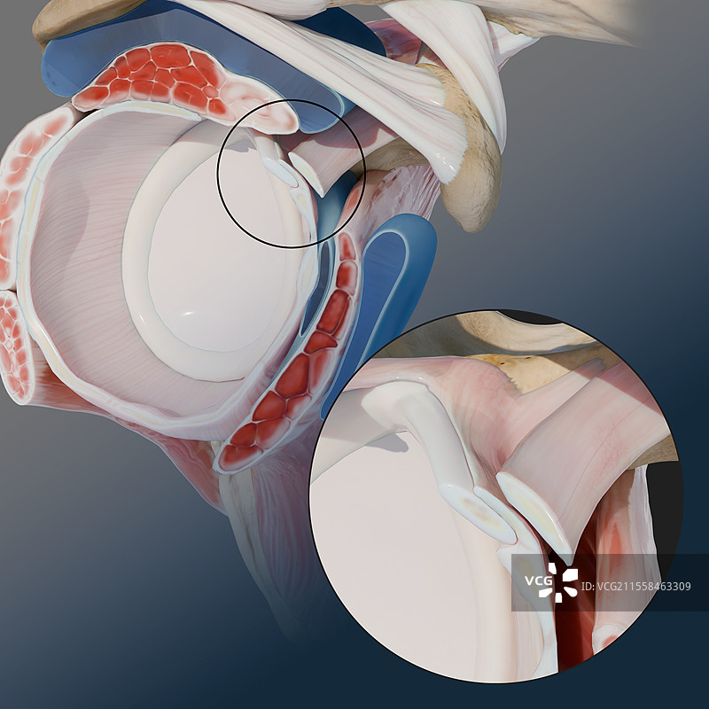 肩关节韧带和肱二头肌长头，插图图片素材