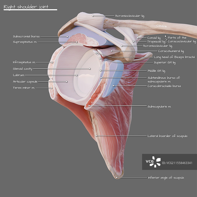 肩袖和肩关节插图图片素材