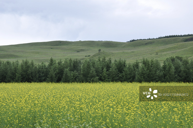 乌兰布统的油菜花田图片素材