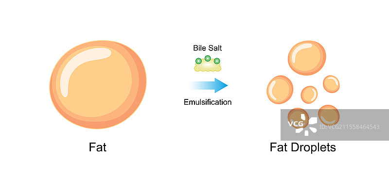 胆盐对脂肪乳化的插图图片素材