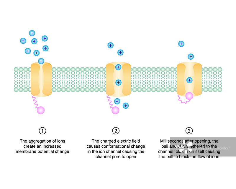 离子通道插图图片素材