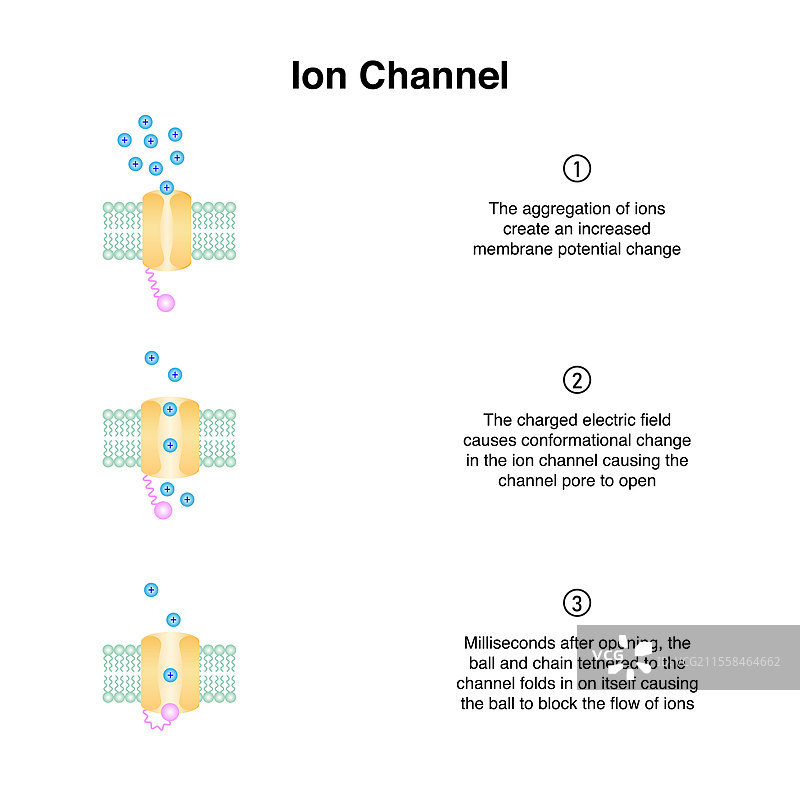 离子通道插图图片素材