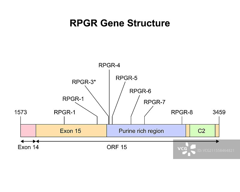 RPGR基因结构插图图片素材