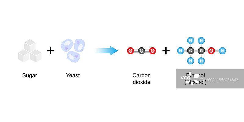 糖发酵插图图片素材