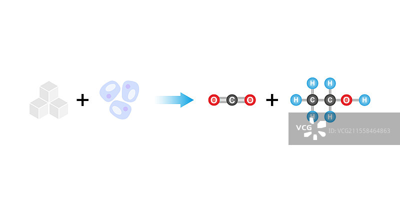 糖发酵插图图片素材