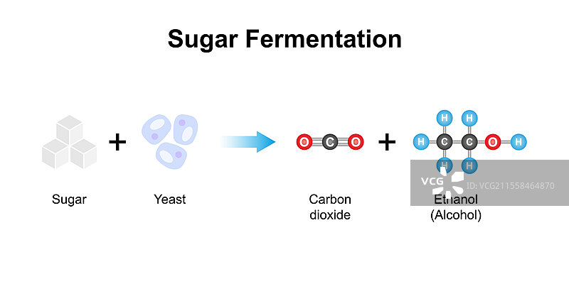 糖发酵插图图片素材