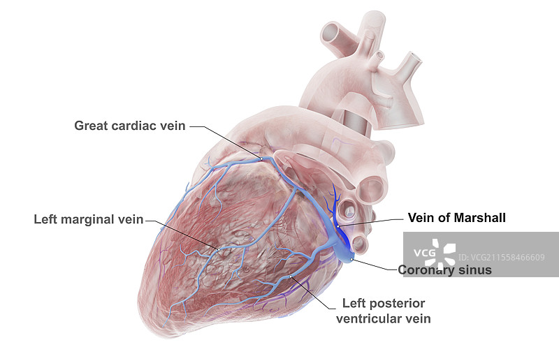 冠状静脉，插图图片素材
