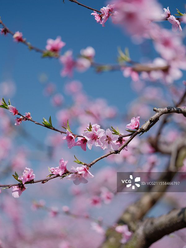 桃花图片素材
