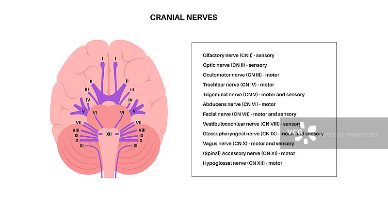 颅神经解剖图示图片素材