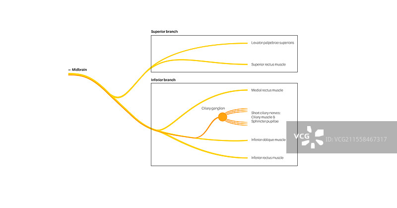 动眼神经解剖图，插图，插图图片素材