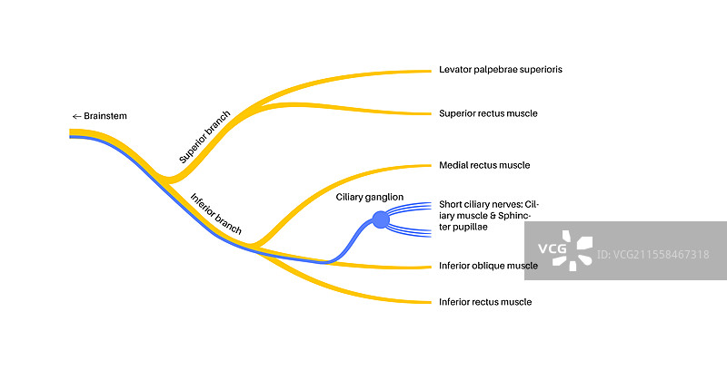 动眼神经解剖图，插图，插图图片素材