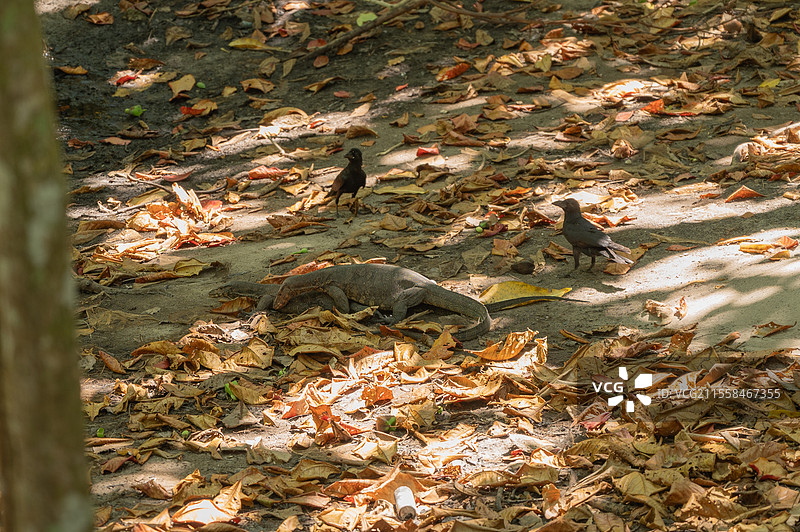 泰国大蜥蜴交配图片素材