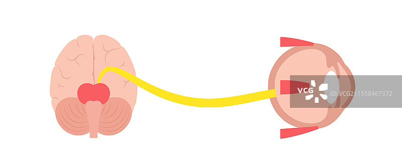 动眼神经解剖图示图片素材