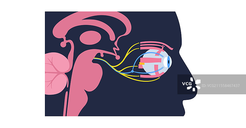Eye motor nerves, illustration图片素材