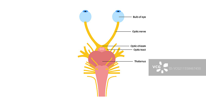 视神经解剖图示图片素材