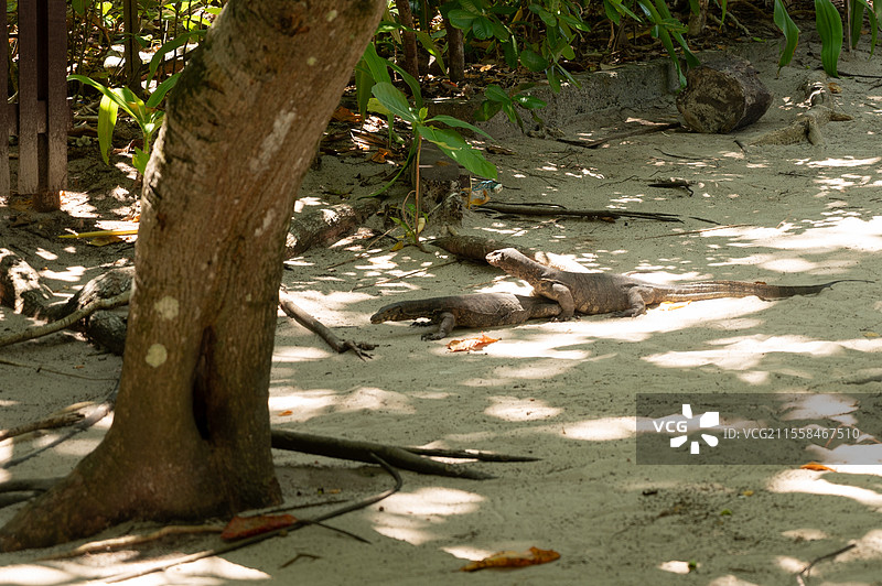 泰国大蜥蜴交配图片素材
