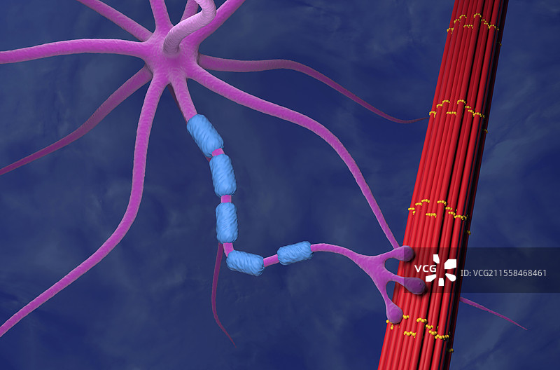 神经肌肉接头，插图图片素材