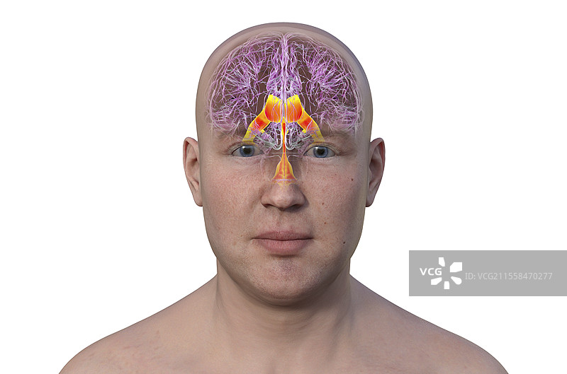 脑室，插图图片素材