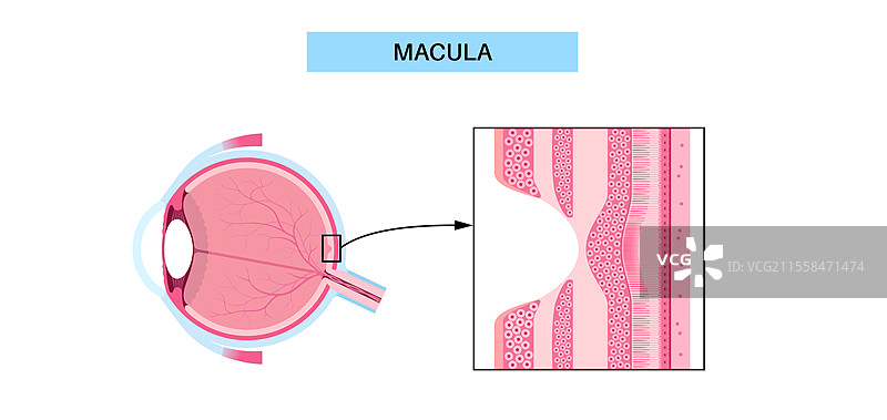 黄斑中心凹和小中心凹插图图片素材