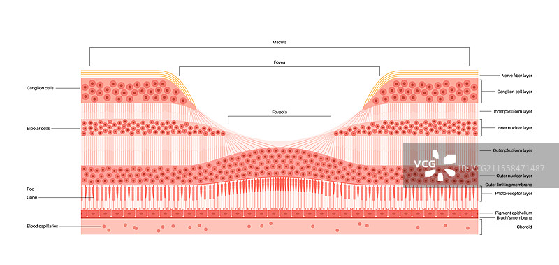 黄斑中心凹和中心小凹插图图片素材