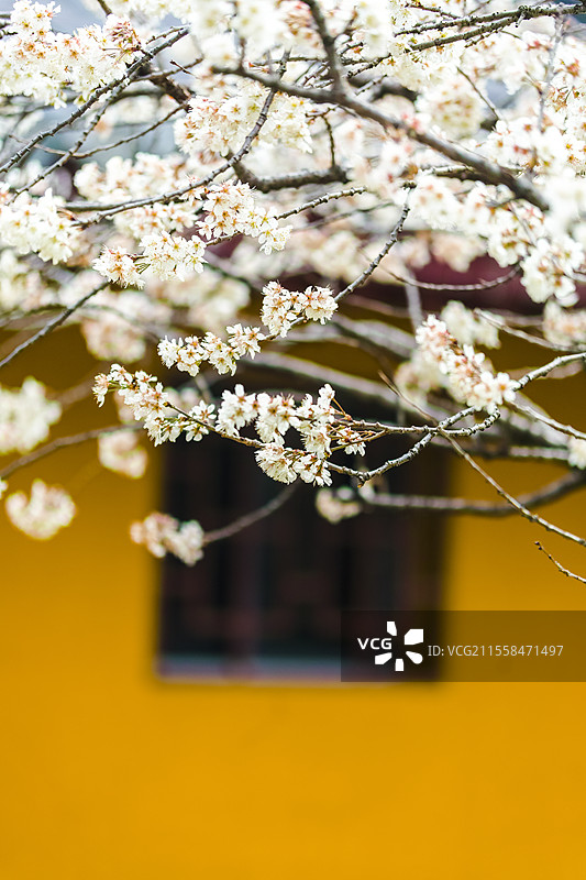 佛寺樱花图片素材