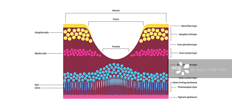 黄斑中心凹和中心小凹插图图片素材