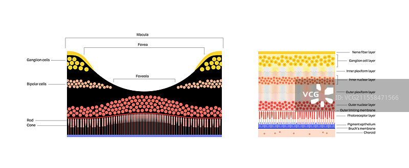 黄斑中心凹和小中心凹插图图片素材