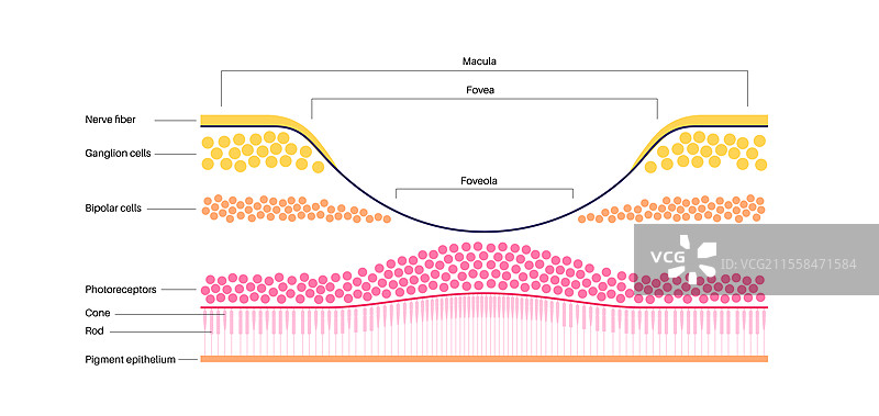 黄斑中心凹和小中心凹插图图片素材