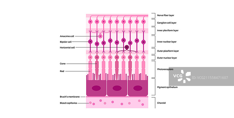 视网膜结构插图图片素材
