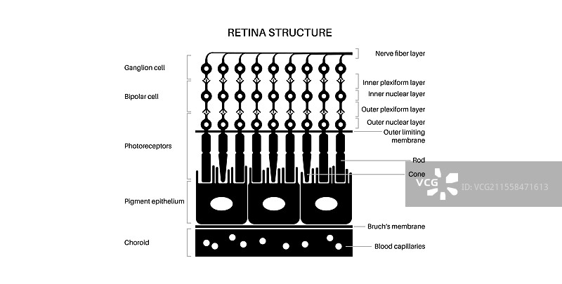 视网膜结构插图图片素材