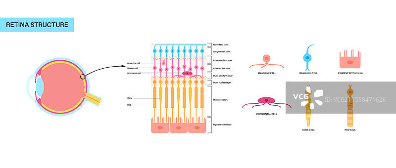 视网膜结构插图图片素材