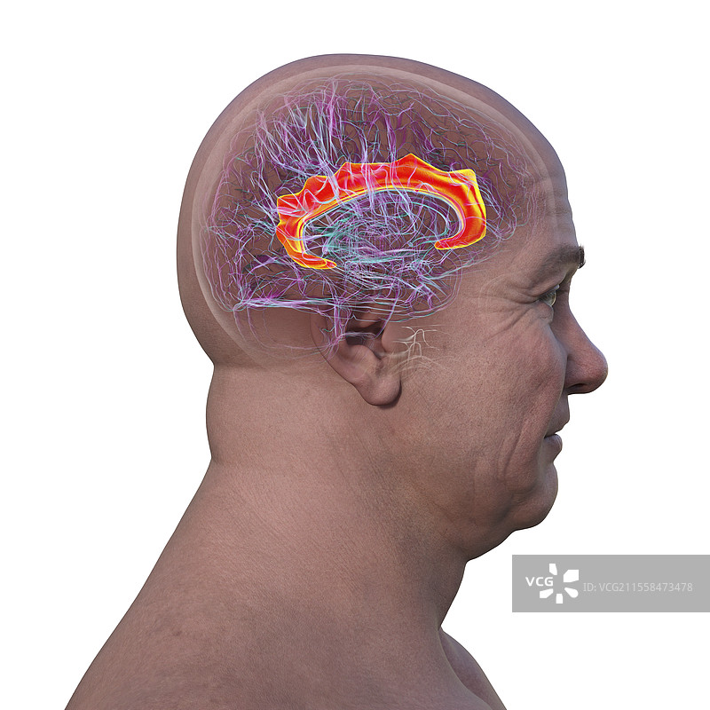 扣带回，插图图片素材