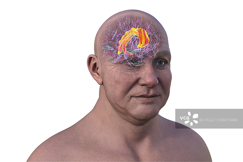 扣带回，插图图片素材