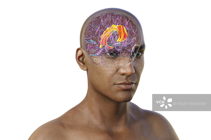 扣带回，插图图片素材