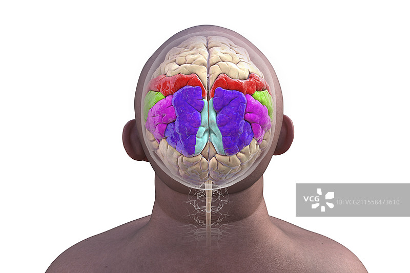 顶叶回，插图图片素材