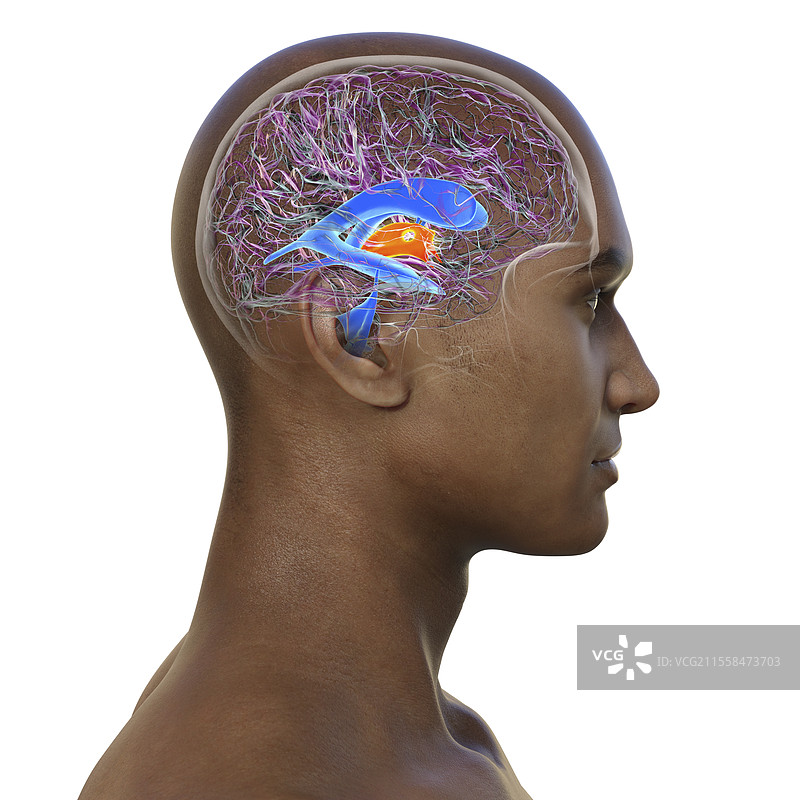 第三脑室，插图图片素材