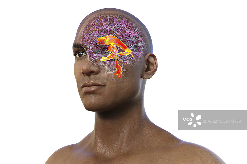 大脑的脑室系统插图图片素材