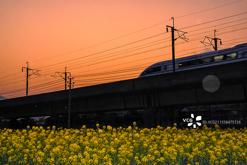 乐清白石密川油菜花图片素材