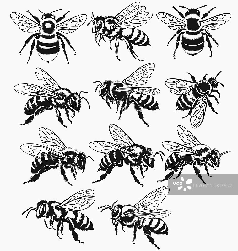 蜜蜂SVG剪切文件，大黄蜂SVG，蜜蜂SVG，b图片素材