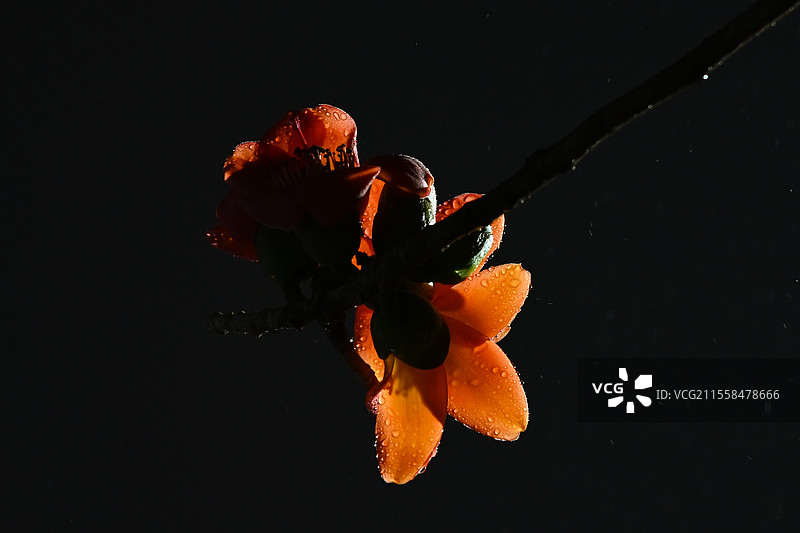 深圳雨夜黄色木棉花特写图片素材